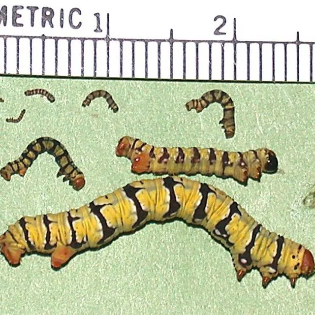 thumbnail for publication: Snowbush spanworm (larva), white-tipped black (adult), Melanchroia chephise (Stoll) (Insecta: Lepidoptera; Geometridae: Melanchroia)